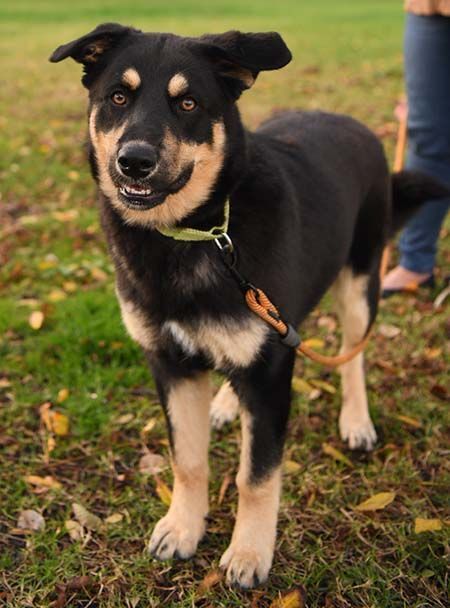 Husky english sale shepherd mix