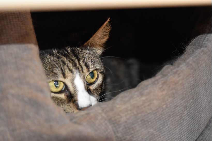 Millie, an adoptable Domestic Short Hair in Shreveport, LA, 71119 | Photo Image 1