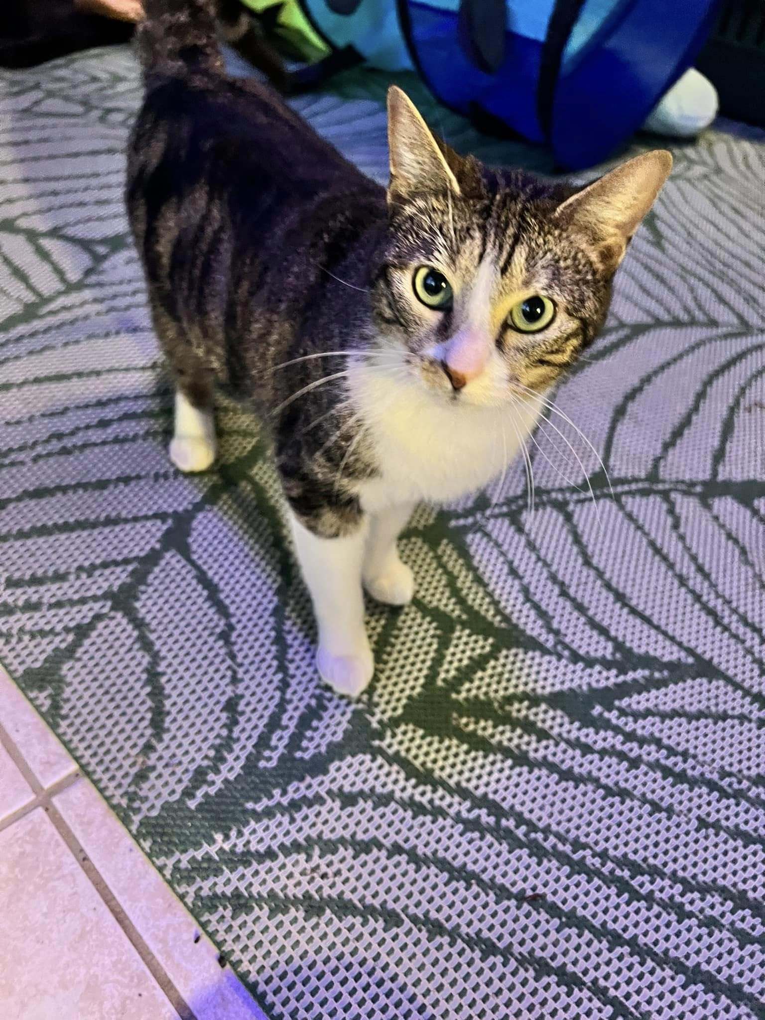 Millie, an adoptable Domestic Short Hair in Shreveport, LA, 71119 | Photo Image 1