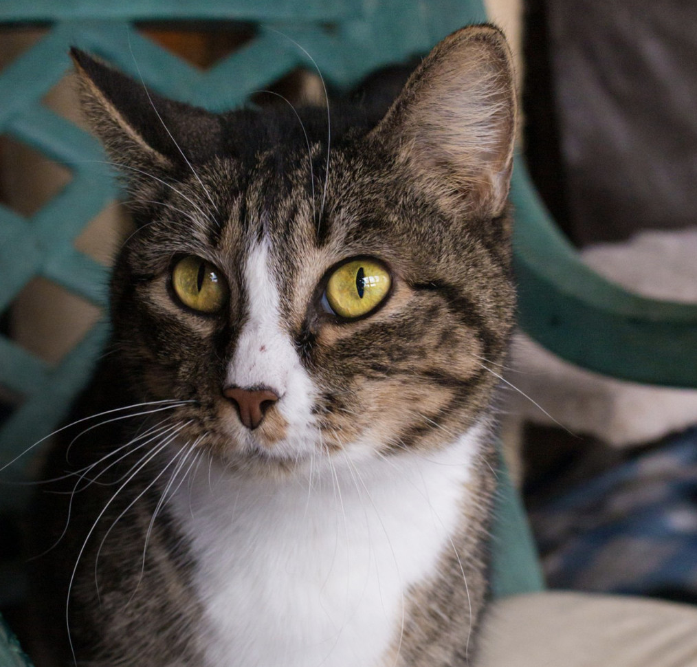 Millie, an adoptable Domestic Short Hair in Shreveport, LA, 71119 | Photo Image 3