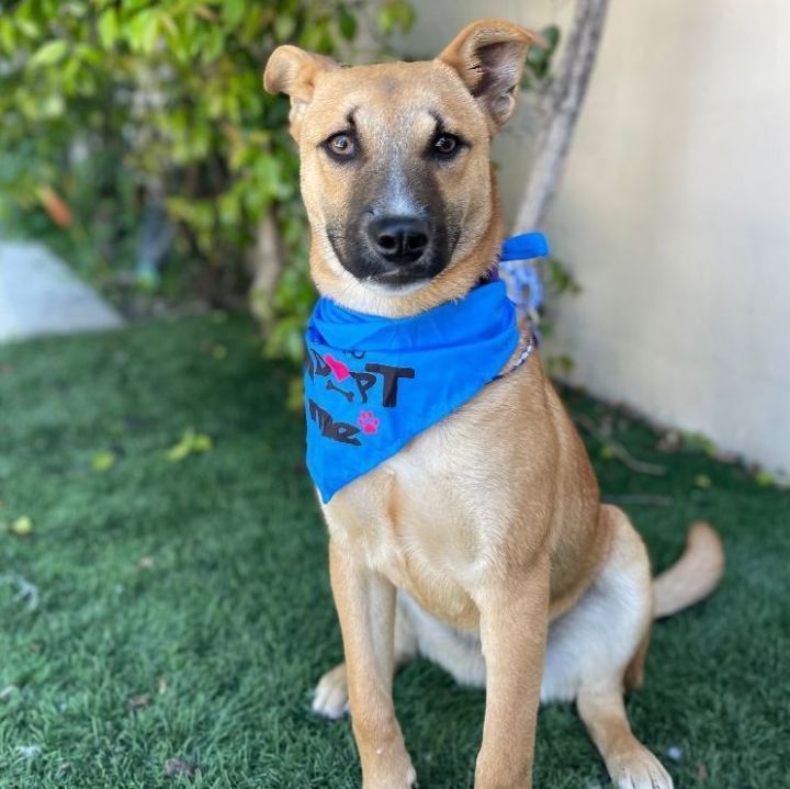 PUMA, an adoptable Shepherd Mix in Rowland Heights, CA_image-4