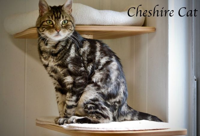Cheshire Cat