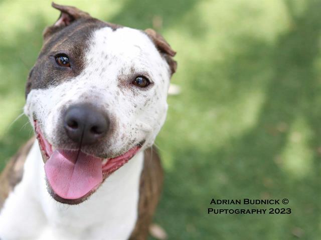 BEE, an adoptable Mixed Breed in Nashville, TN_image-1