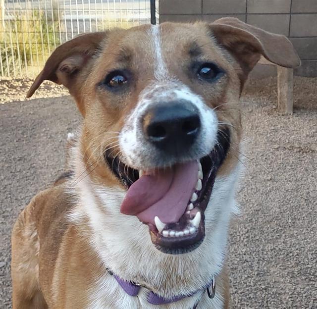 MACCHIA, an adoptable Australian Cattle Dog / Blue Heeler in Tucson, AZ_image-1