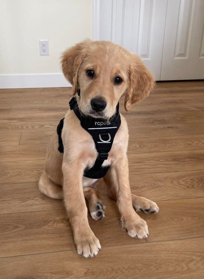 ADOPTION PENDING! 2