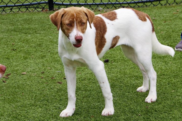 are brittany dogs more energetic than labrador