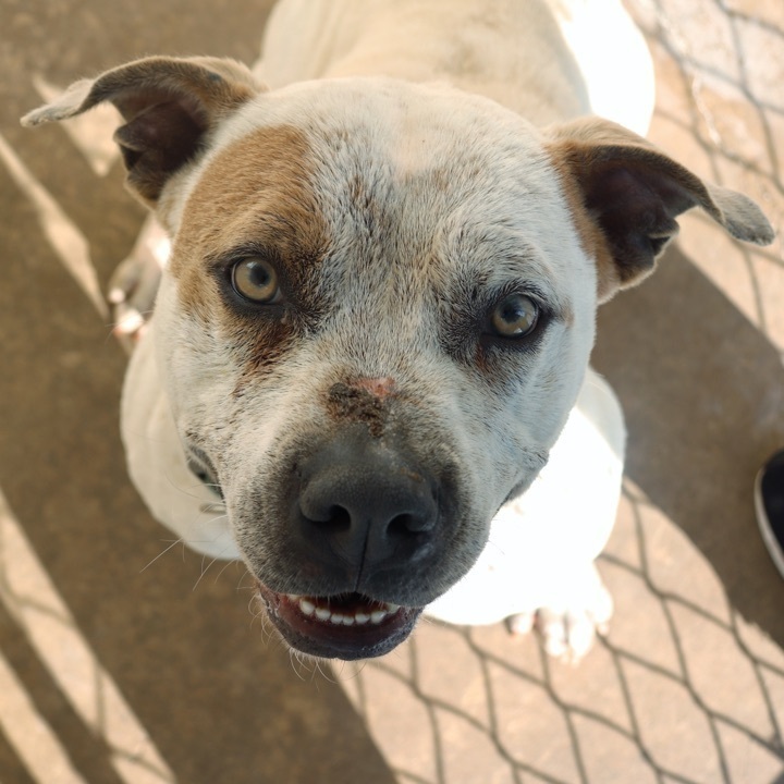 Casper, an adoptable Pit Bull Terrier Mix in Sherman, TX_image-2