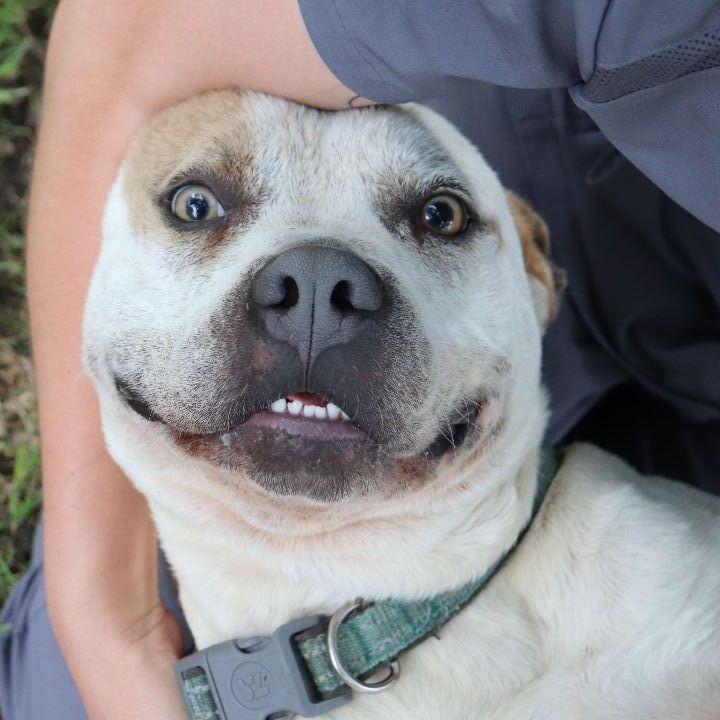Casper, an adoptable Pit Bull Terrier Mix in Sherman, TX_image-1