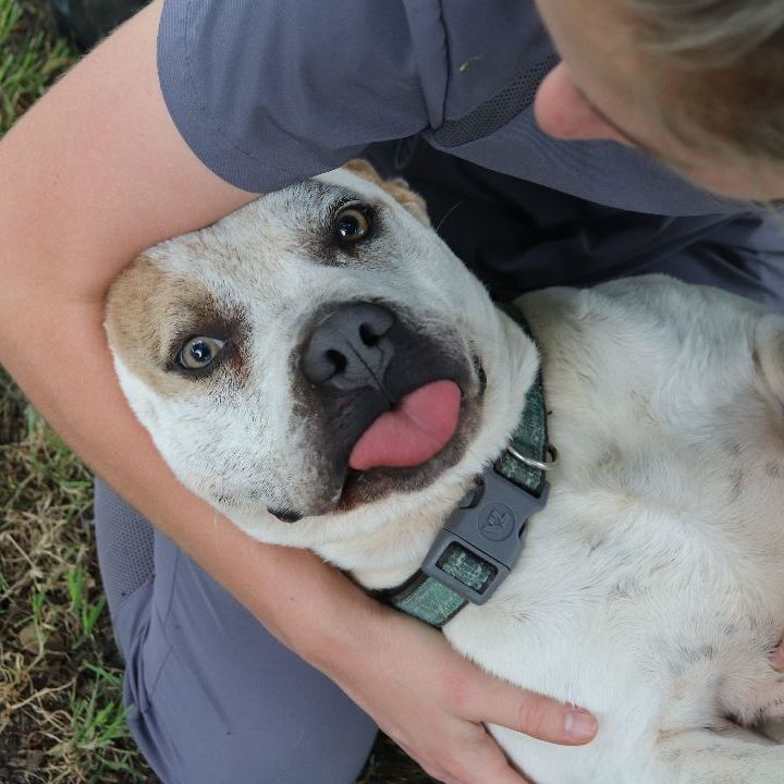Casper, an adoptable Pit Bull Terrier Mix in Sherman, TX_image-5