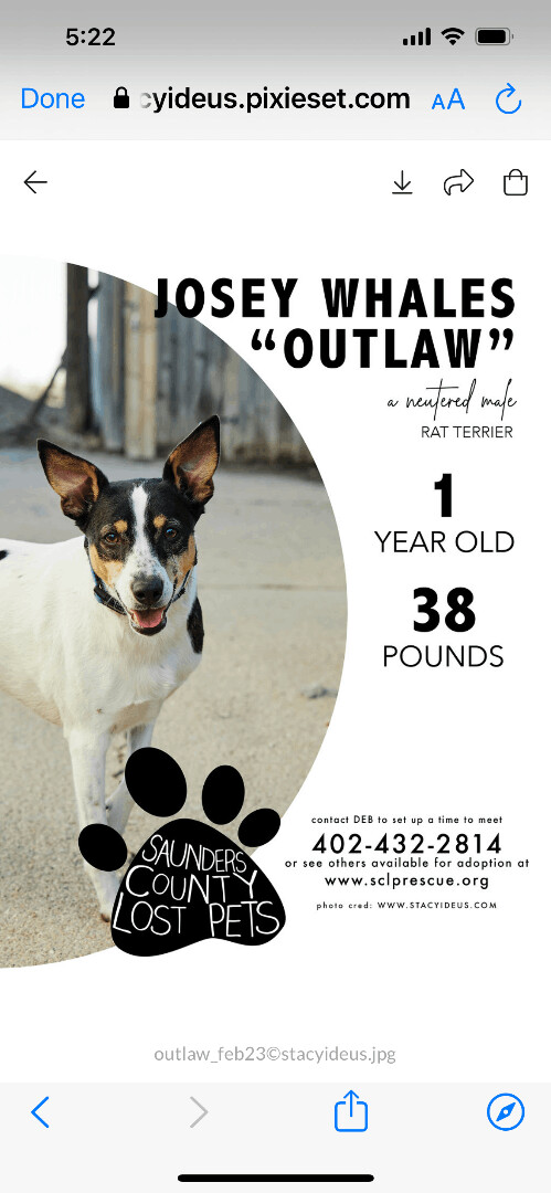 Outlaw Josey Whales, an adoptable Rat Terrier Mix in Wahoo, NE_image-1