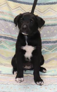 Susan, an adoptable Labrador Retriever Mix in Forrest City, AR_image-1