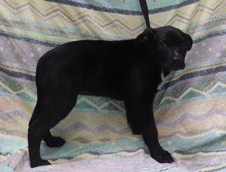 Sam, an adoptable Labrador Retriever Mix in Forrest City, AR_image-1