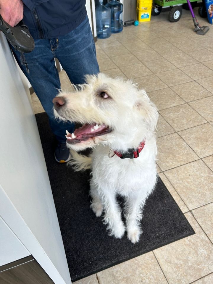 Charlie, an adoptable Standard Poodle & Labradoodle Mix in Wahoo, NE_image-2