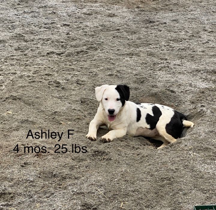 Ashley 1