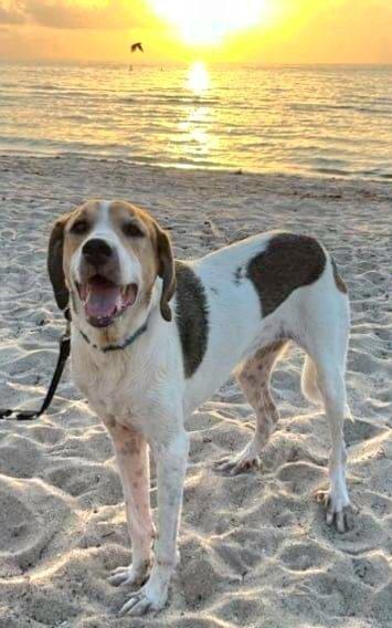 Bo, an adoptable Great Pyrenees & Treeing Walker Coonhound Mix in Royal Palm Beach, FL_image-1