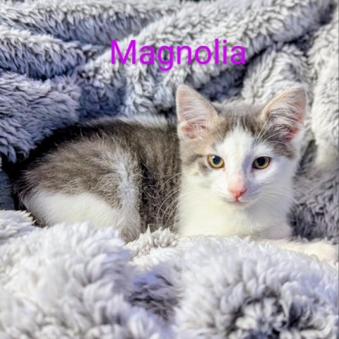 Magnolia 1