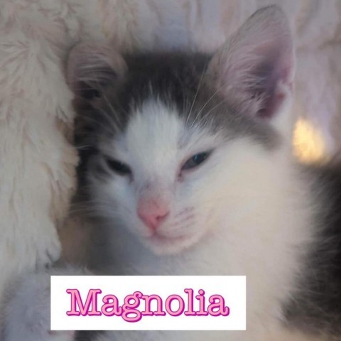 Magnolia, an adoptable Domestic Short Hair in Jefferson City, MO_image-2