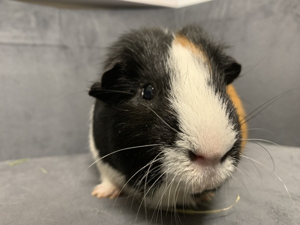 Tom, an adoptable Guinea Pig Mix in Oakland, NJ_image-3