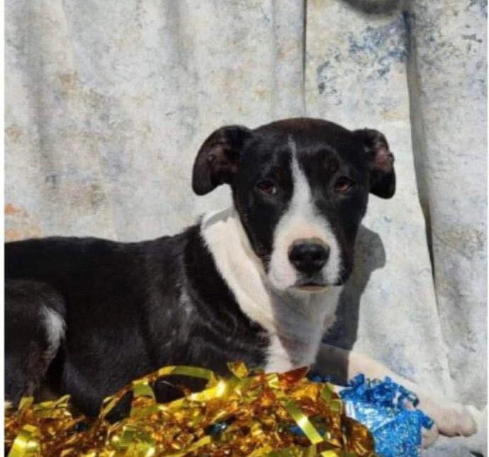 Lucas, an adoptable Labrador Retriever & Border Collie Mix in Tustin, CA_image-1