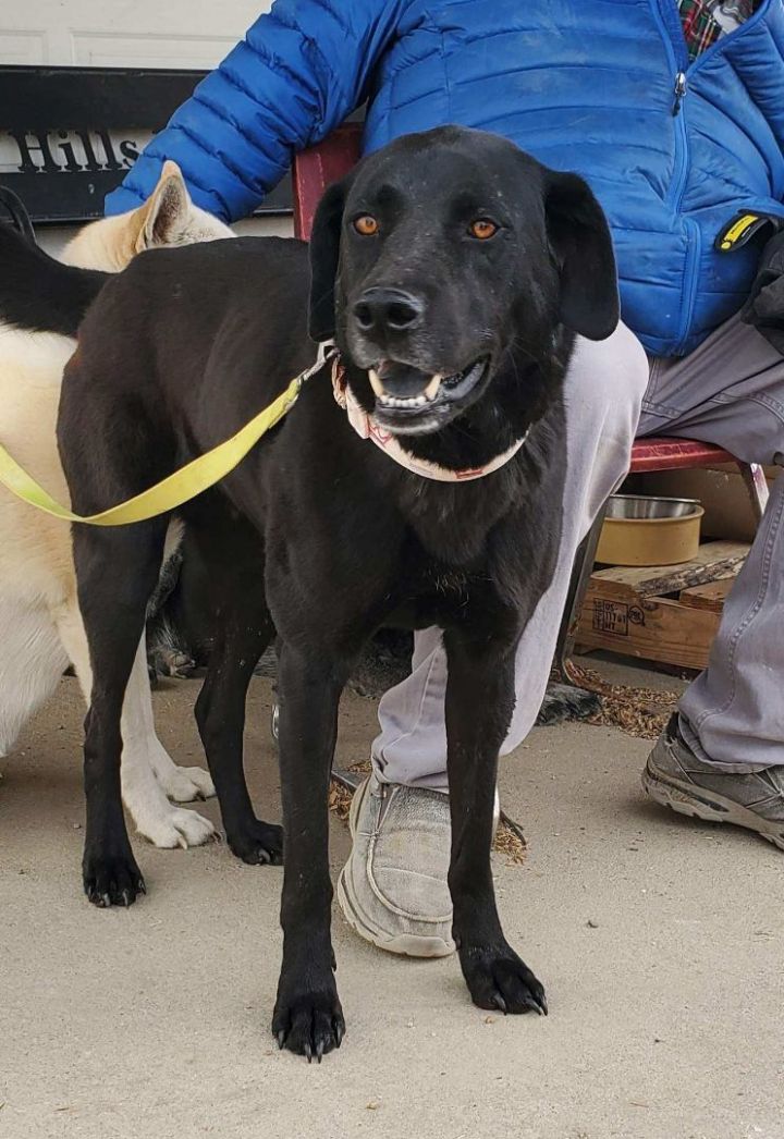 Babe, an adoptable Black Labrador Retriever in Walthill, NE_image-1