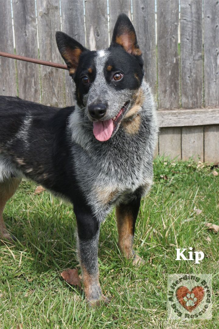 Kip, an adoptable Australian Cattle Dog / Blue Heeler in Joliet, IL_image-2