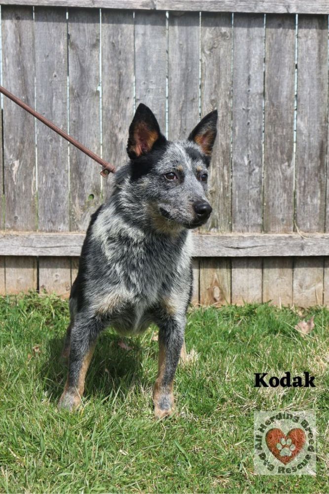 Kodak