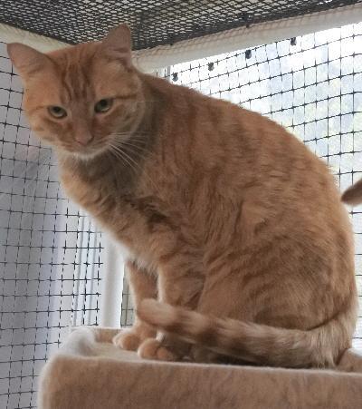 Dougie, an adoptable Domestic Short Hair in Half Moon Bay, CA, 94019 | Photo Image 1