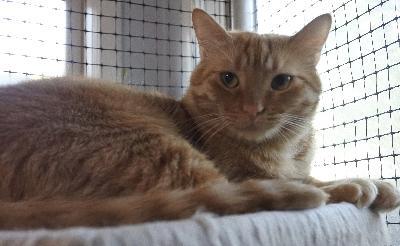 Dougie, an adoptable Domestic Short Hair in Half Moon Bay, CA, 94019 | Photo Image 2