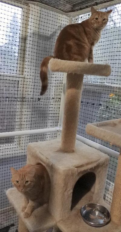 Dougie, an adoptable Domestic Short Hair in Half Moon Bay, CA, 94019 | Photo Image 3