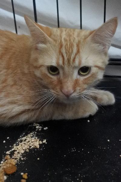 Dougie, an adoptable Domestic Short Hair in Half Moon Bay, CA, 94019 | Photo Image 4