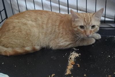 Dougie, an adoptable Domestic Short Hair in Half Moon Bay, CA, 94019 | Photo Image 5