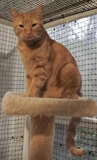 Dougie, an adoptable Domestic Short Hair in Half Moon Bay, CA, 94019 | Photo Image 6