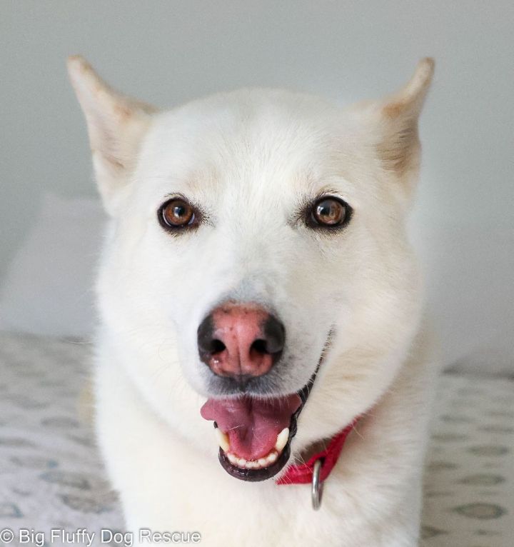 Aurora, an adoptable Husky Mix in East Windsor, CT_image-1