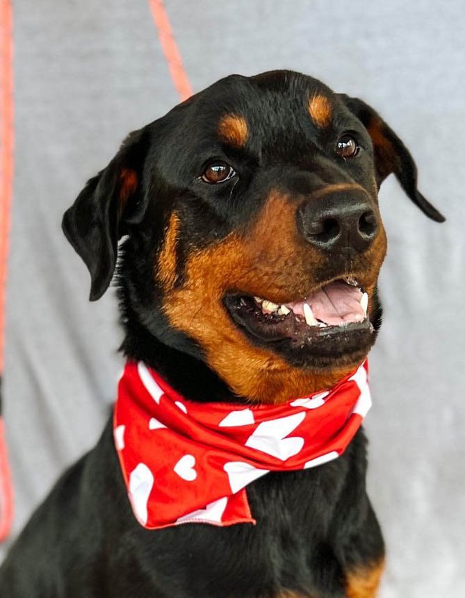Vinnie, an adoptable Rottweiler in Hillsboro, NH_image-1