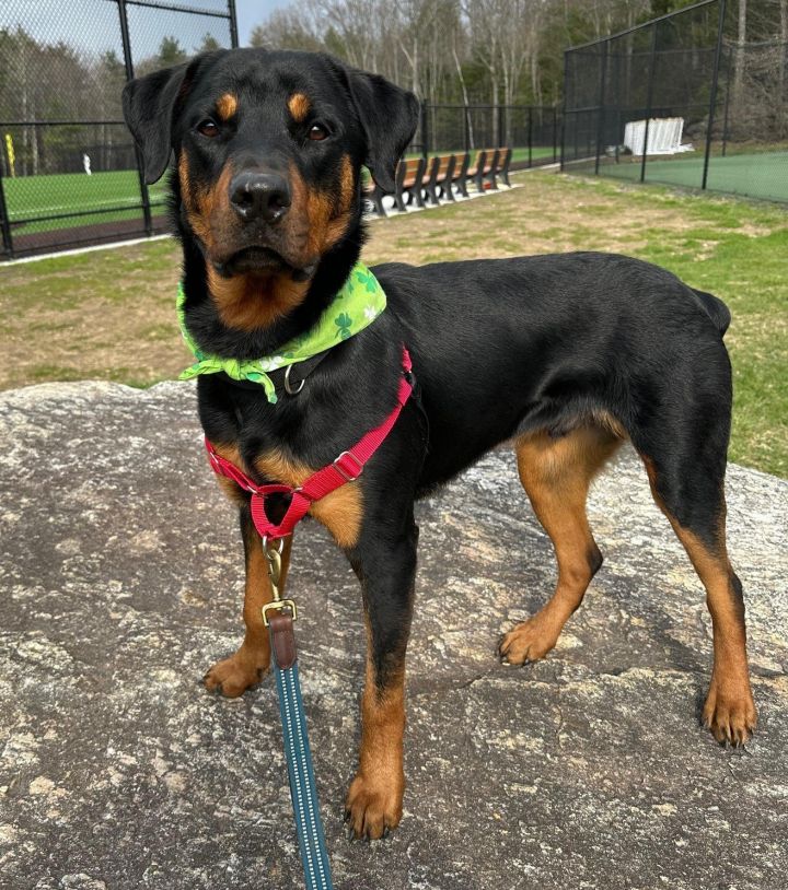 Vinnie, an adoptable Rottweiler in Hillsboro, NH_image-3