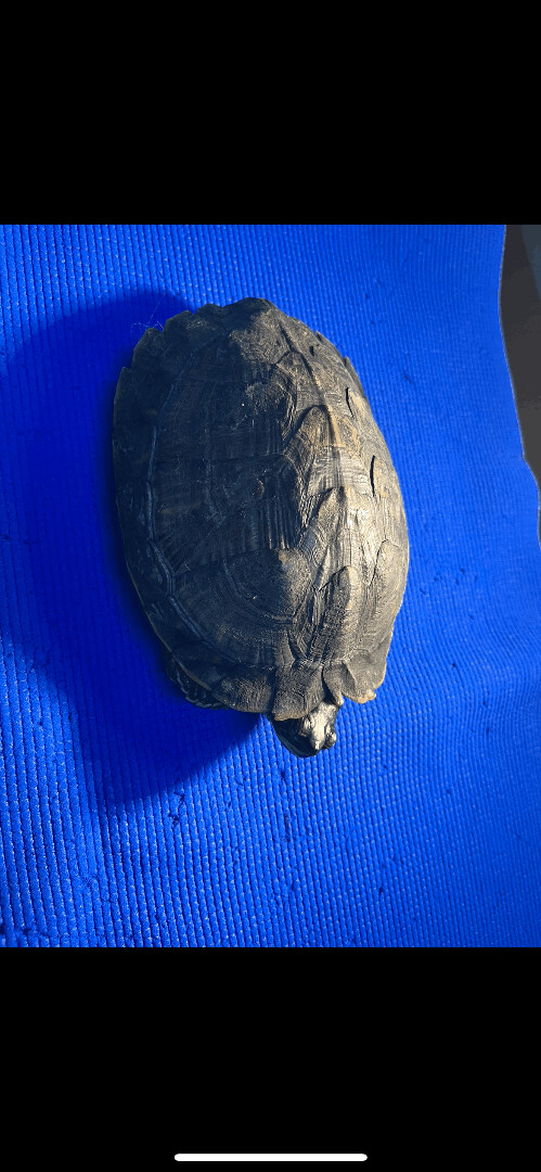 Timantha , an adoptable Yellow-Bellied Slider in Blue Springs, MO_image-2