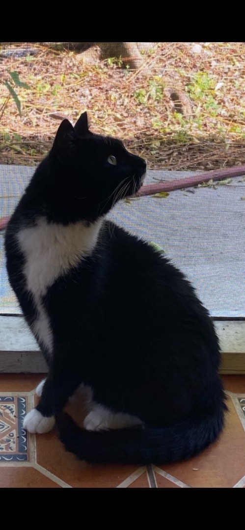 Sophie Rae PERFECTLY IMPERFECT, an adoptable Tuxedo in Warwick, RI_image-3