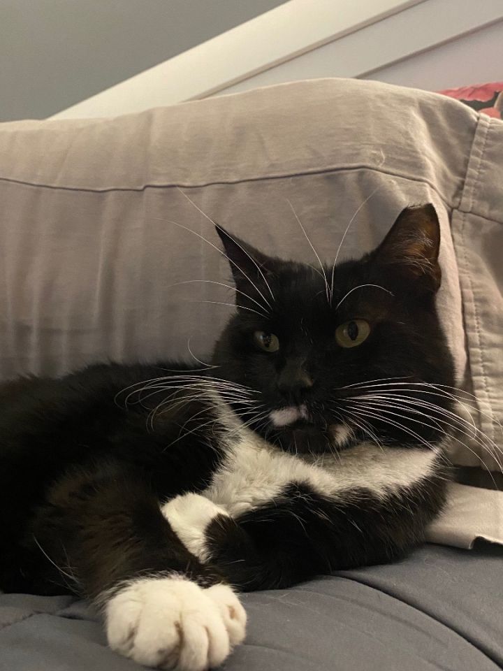 Sophie Rae PERFECTLY IMPERFECT, an adoptable Tuxedo in Portland, ME_image-2