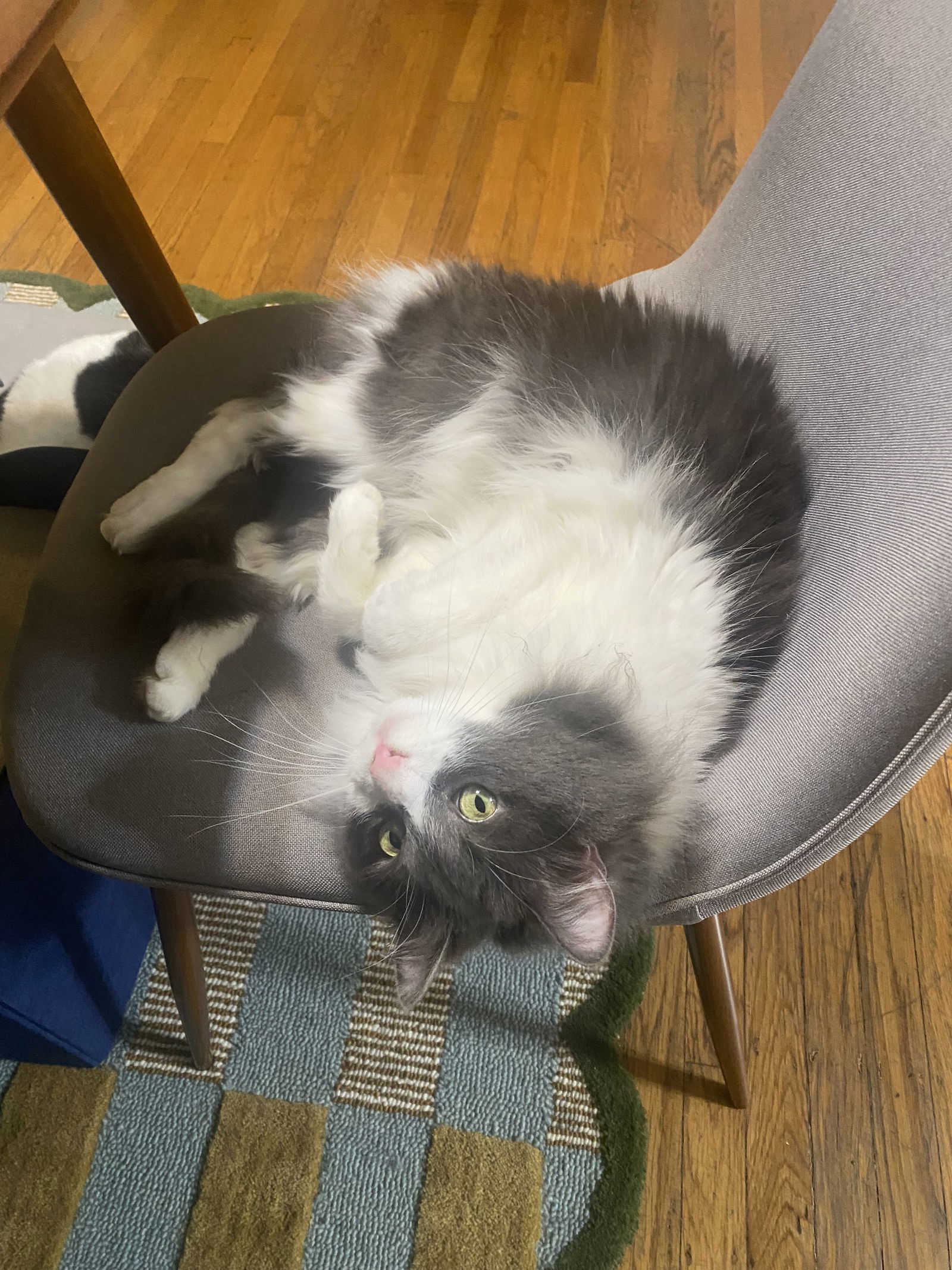 Darcy, an adoptable Domestic Long Hair in Vacaville, CA, 95696 | Photo Image 1