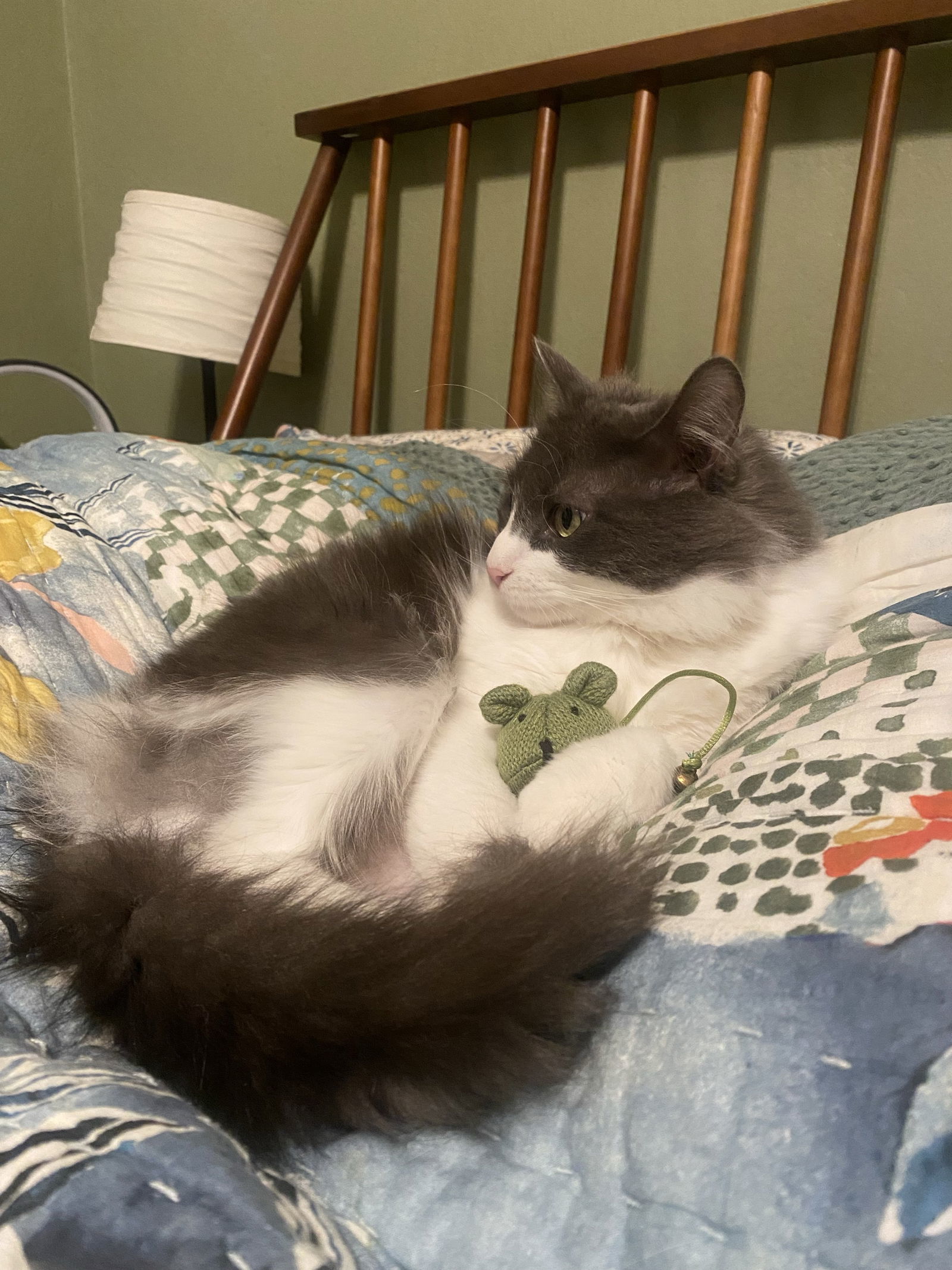 Darcy, an adoptable Domestic Long Hair in Vacaville, CA, 95696 | Photo Image 1