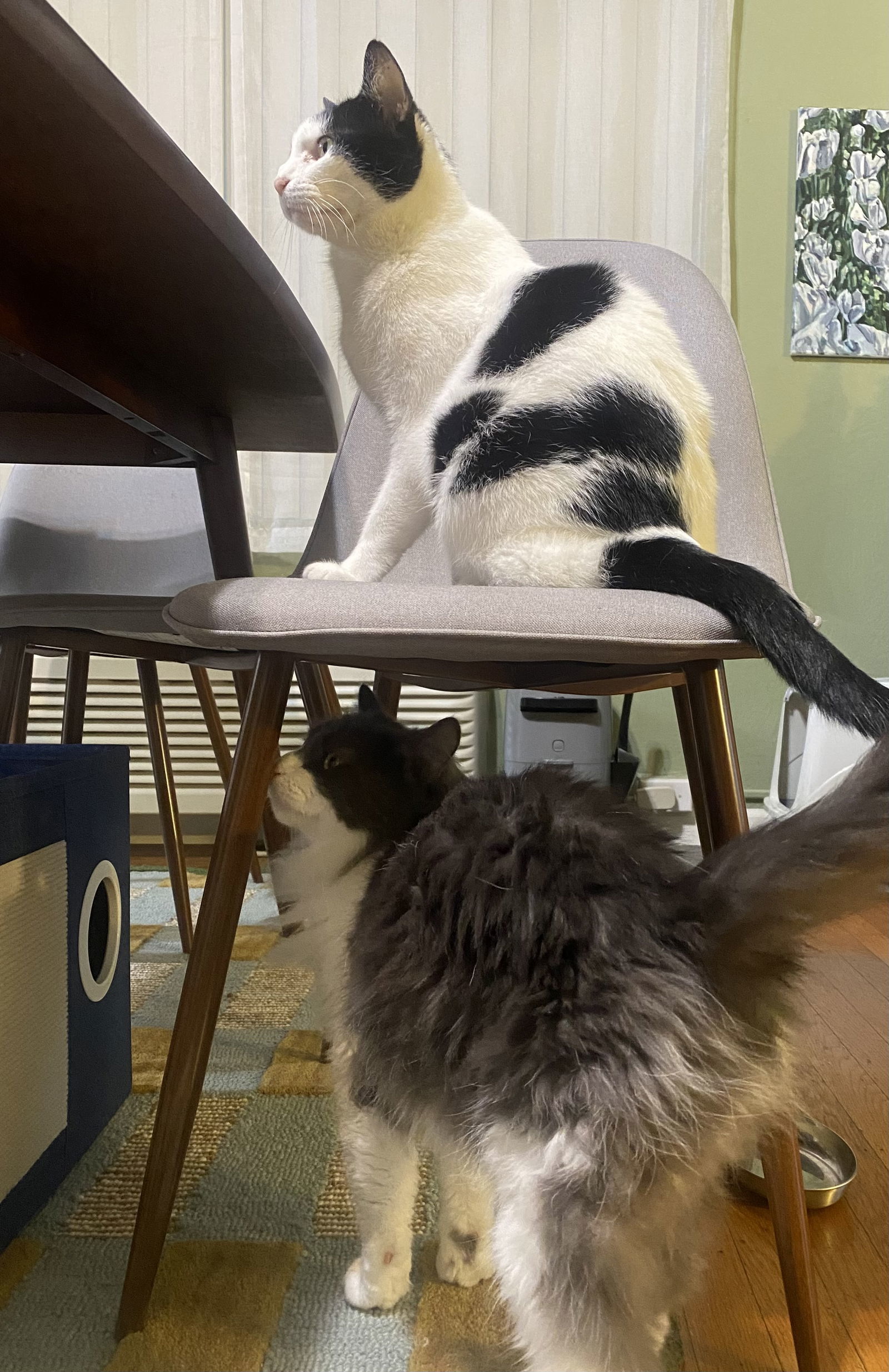 Darcy, an adoptable Domestic Long Hair in Vacaville, CA, 95696 | Photo Image 2
