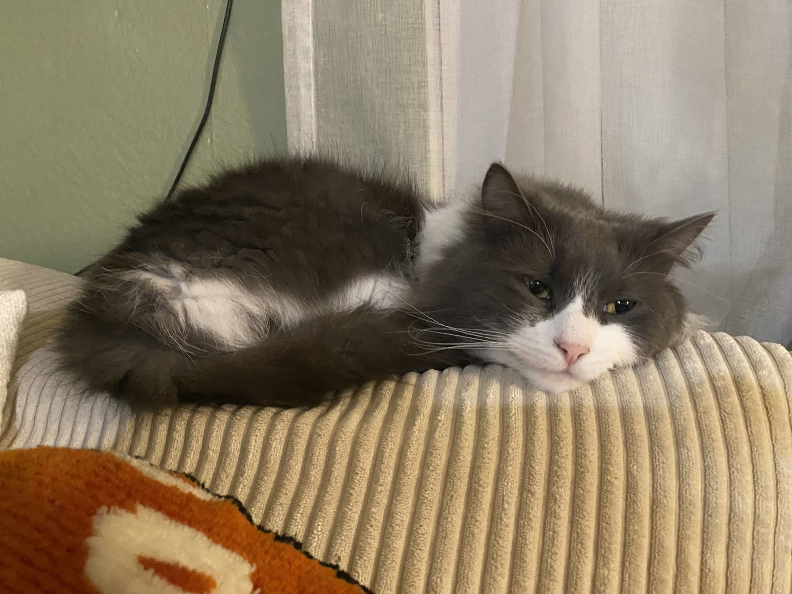 Darcy, an adoptable Domestic Long Hair in Vacaville, CA, 95696 | Photo Image 2