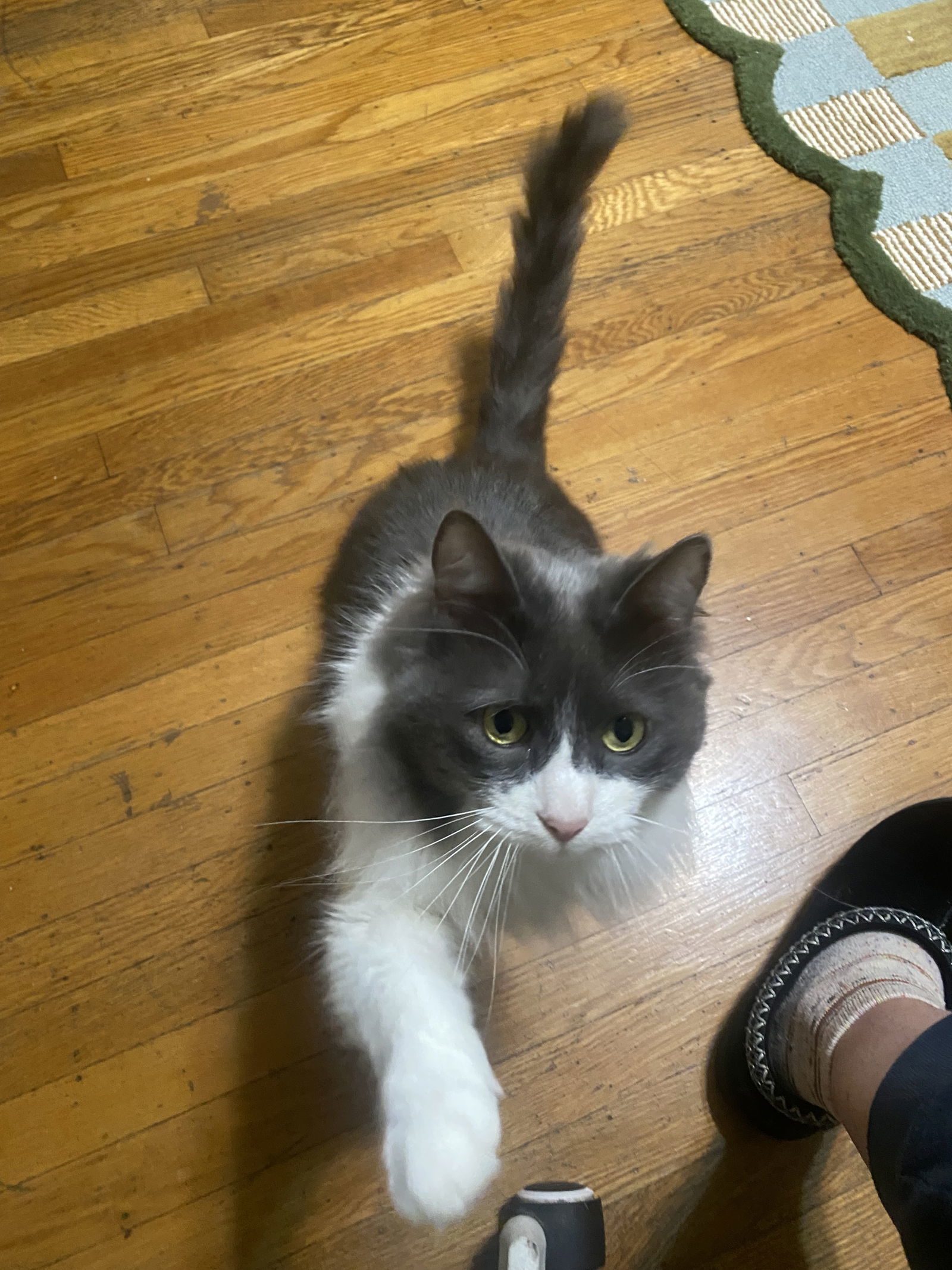 Darcy, an adoptable Domestic Long Hair in Vacaville, CA, 95696 | Photo Image 3