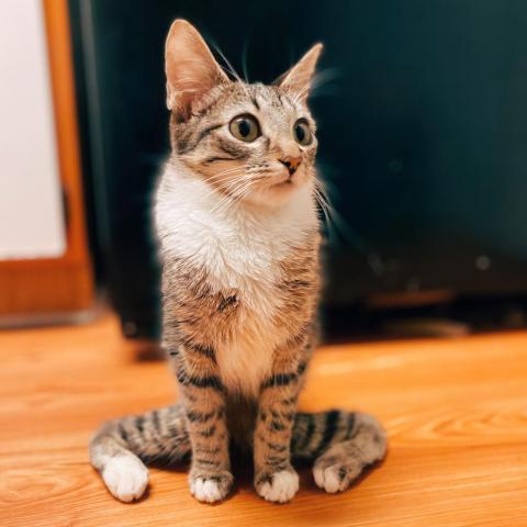 Eden 37, an adoptable Manx, Domestic Short Hair in Austin, TX, 78704 | Photo Image 1