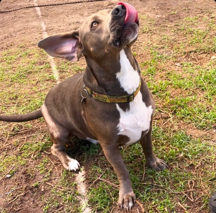 Basset hound hot sale weimaraner mix