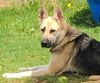 Available Dogs | German Shepherd Rescue, Inc.