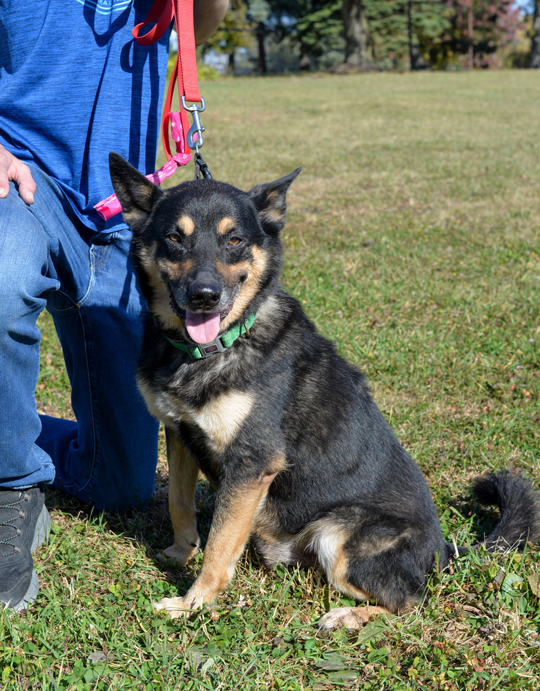 Shorty, an adoptable German Shepherd Dog in Suamico, WI, 54173 | Photo Image 2