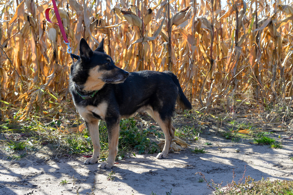 Shorty, an adoptable German Shepherd Dog in Suamico, WI, 54173 | Photo Image 4