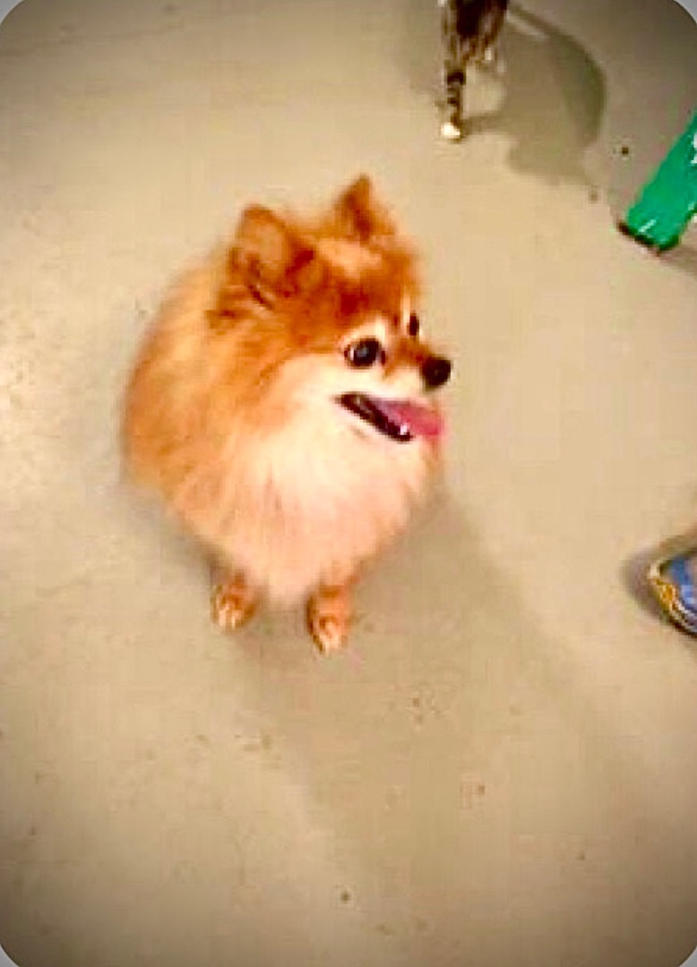 Ozzy, an adoptable Pomeranian in Hartwell, GA, 30643 | Photo Image 1