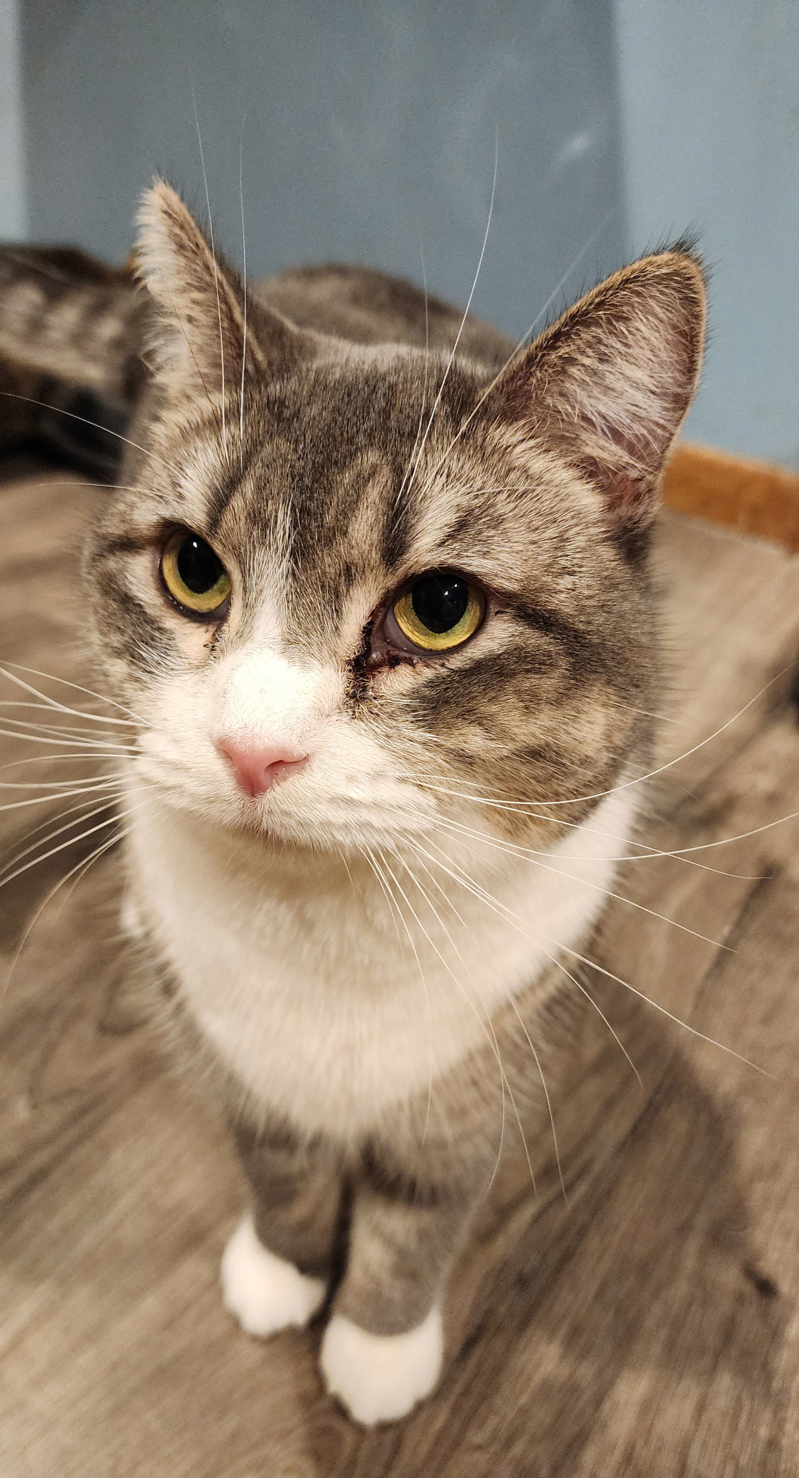 Fern, an adoptable Domestic Short Hair, Tabby in Forest Lake, MN, 55025 | Photo Image 1